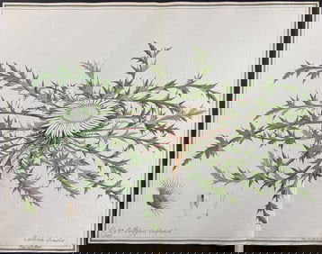 Original Watercolor of Carline Thistle (Carlina Acaulis) after Ledel for Blackwell (according to