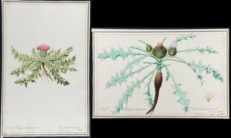 Pair of Original Watercolors of Thistle after Ledl, Franz for Jacquin (according to Linnaeus system)