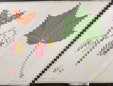 Original Watercolor of Scarlet Sterculia (Sterculia colorata) after Ledl (according to Linnaeus
