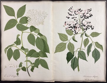 Original Watercolor of Elder Plant (Sambucus nigra) after Ledl (according to Linnaeus system)