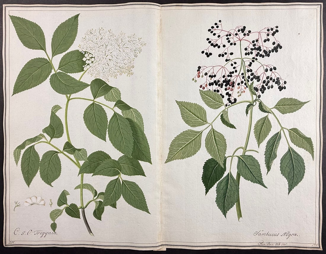 Original Watercolor of Elder Plant (Sambucus nigra) after Ledl (according to Linnaeus system): This superb original botanical watercolor is from a manuscript entitled Hortus Botanicus which illustrated plants according to the Linnaean system and Willdenow's revisions. The manuscript was complet