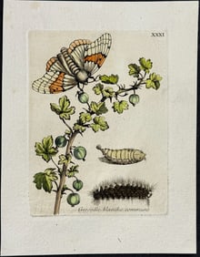 Merian - Currant & Moth Metamorphosis. 31