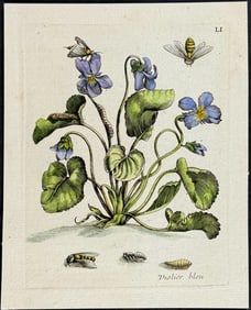 Merian - Violet & Bees.51
