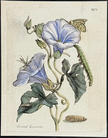 Merian - Bindweed & Moth Metamorphosis. 95