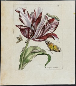Merian - Tulip, Bee, & Moth Metamorphosis. 2