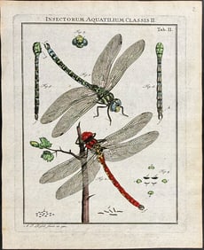 Roesel - Dragonflies. 2