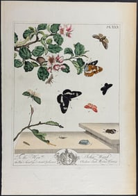 Moses Harris - Moths & Butterfly Metamorphosis on Fruit Branch. 30