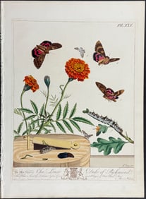 Moses Harris - Marigold & Moth Metamorphosis. 19