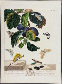 Moses Harris - Plum & Moth Metamorphosis. 15