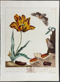 Moses Harris - Tulip & Moth Metamorphosis. 23