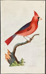 Shaw & Nodder, On Vellum - Cardinal Grosbeak. 105