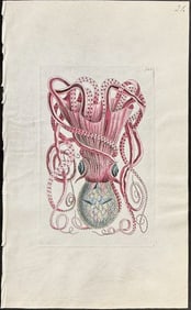 Shaw & Nodder, On Vellum - Granulated Cuttlefish or Octopus. 780