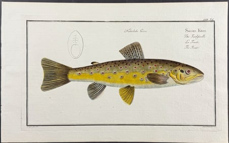 Bloch, Folio - Trout; Salmo Fario. 22