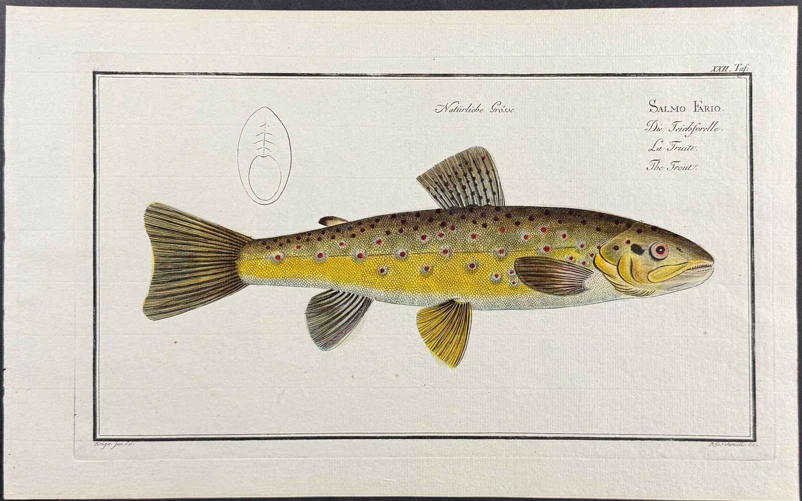 Bloch, Folio - Trout; Salmo Fario. 22: This striking, originally hand-colored folio engraving is from Marcus Elieser Bloch?s Ichthyologie, ou Histoire Naturelle Generale et Particuliere des Poissons. The work was published in Berlin by the