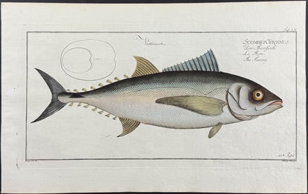 Bloch, Folio - Tuna or Tunny; Scomber Thynnus. 55