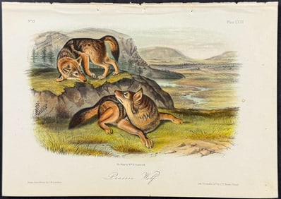 Audubon - Prairie Wolf. 71