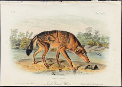Audubon - Red Texan Wolf. 82