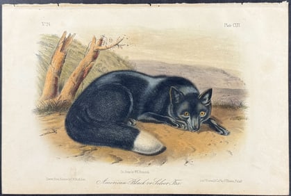 Audubon - American Black or Silver Fox. 116