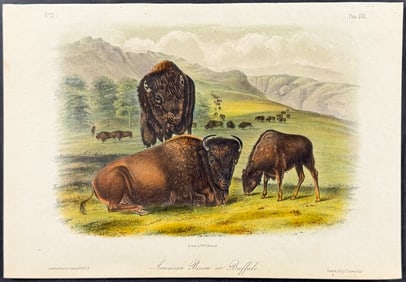 Audubon - American Bison or Buffalo. 57