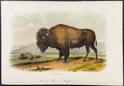 Audubon - American Bison or Buffalo. 56