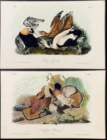 Audubon - 3 Bird Lithographs: Duck, Woodcock, Grouse