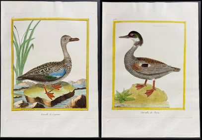 Martinet & Buffon - Pair of Duck Engravings
