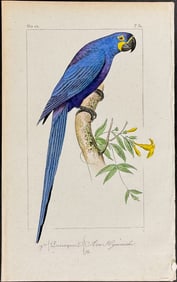 Lemaire - Hyacinth Macaw. 31