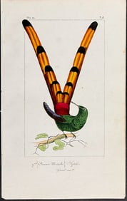 Lemaire - Comet Hummingbird. 18