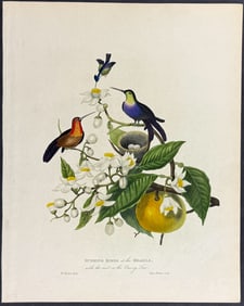 Forbes - Hummingbirds of the Brasils, with the nest on the Orange Tree