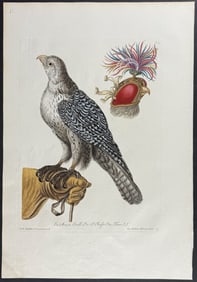 Knorr, Folio - Falconry; Falcon with Headdress. I3