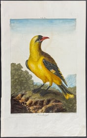 Dietzsch & Wirsing - Oriole. 2