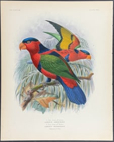 Mivart & Keulemans - Lory of Jobie and of Rubie. 18