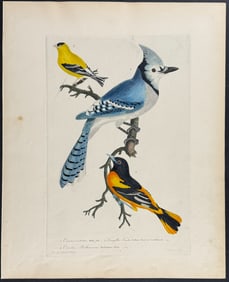 Wilson, Folio - Blue Jay, Goldfinch, Baltimore Bird or Oriole. 1