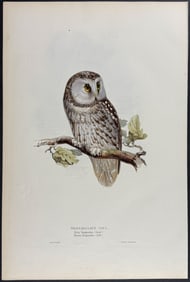 Lear & Gould - Tengmalm's Owl