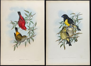 Gould - 3 Bird Lithographs: Grosbeak & Finch