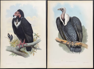 Gould - Pair of Vulture Lithographs