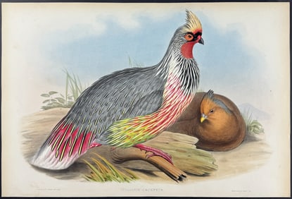 Gould - Sanguine Francolin