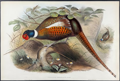 Gould - Mongolian Pheasant