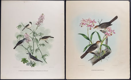 Elliot - 3 Bird Lithographs: Vireo, Chicadee, Finch