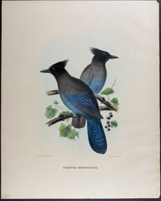 Elliot - Long-crested Jay