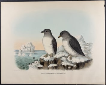 Elliot - Pacific Auk