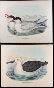 Elliot - Pair of Bird Lithographs: Tern, Albatross