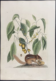 Catesby, First Ed - Ground Squirrel (Eastern Chipmunk) with Mastick Tree. 2-75