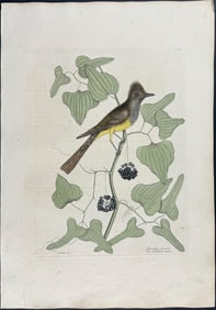 Catesby, First Ed - Crested Flycatcher. 1-52