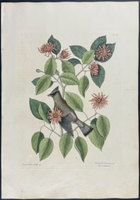 Catesby, First Ed - Chatterer. 1-46