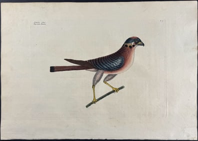 Catesby, First Ed - Little Hawk. 1-5