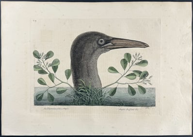 Catesby, First Ed - Great Booby. 1-86
