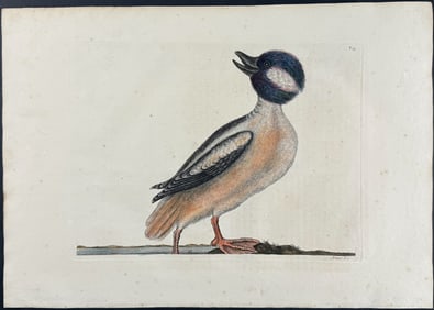 Catesby, First Ed - Buffel's Head Duck. 1-95