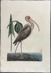 Catesby, First Ed - Brown Curlew. 1-83
