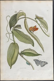 Merian, Folio - Vanilla Plant with Butterfly Metamorphosis. 25